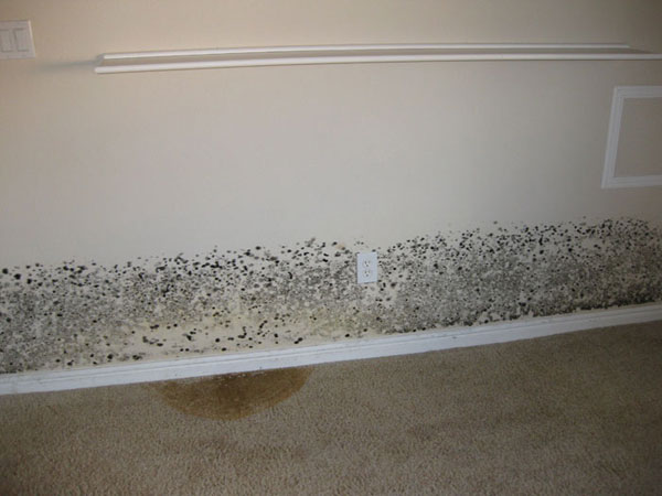 mold damage along bottom of a wall in a house