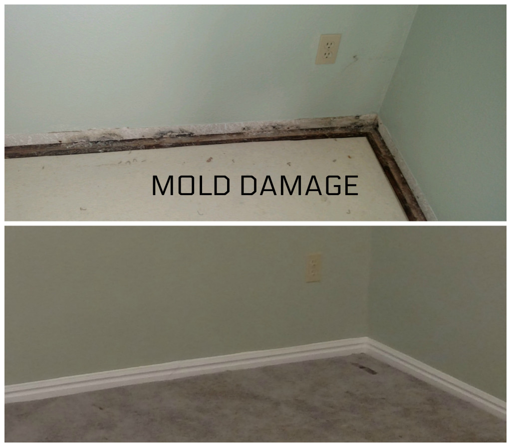 mold damage