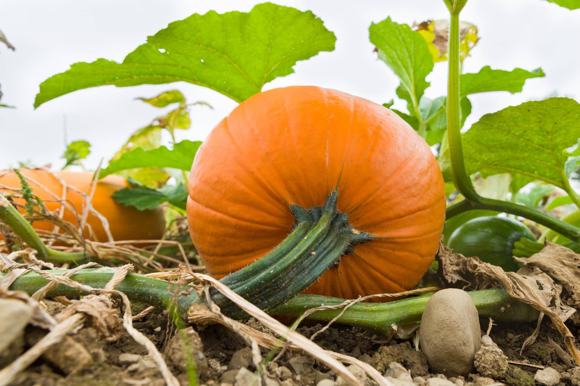 File:Cucurbita Pumpkins.jpg - Wikimedia Commons